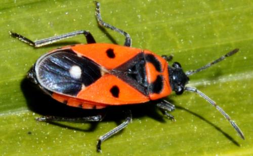 Melanocoryphus albomaculatus